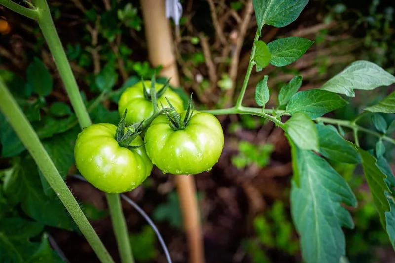 green tomatoes unripe hanging growing on green vine on plant macro closeup with bamboo stake in background with rain water drops on fruit