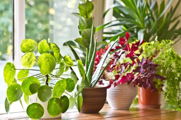 various green house plants beside the window