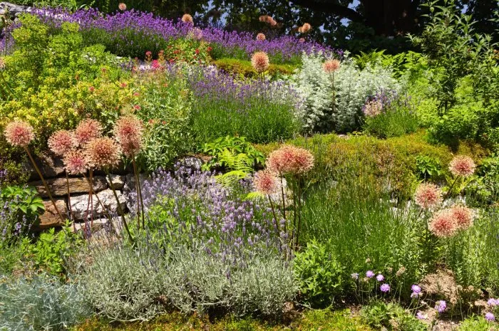 english garden with giant onion, salvia, lavender among other beautiful plants