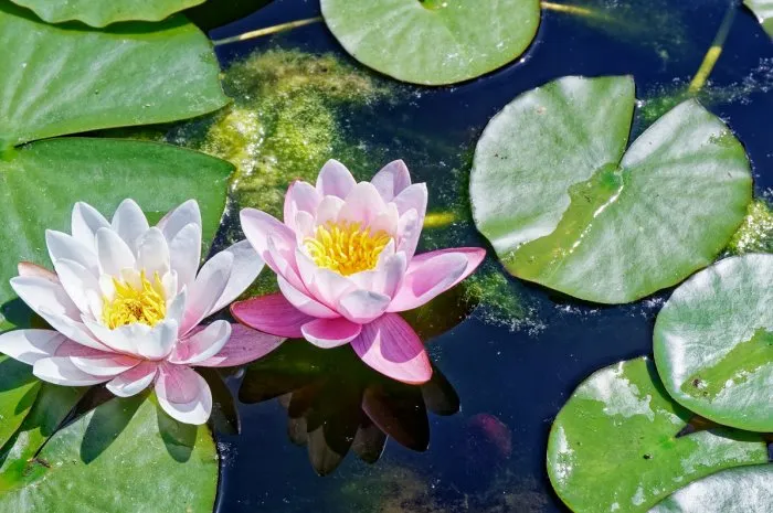 water lily in lake, nature background