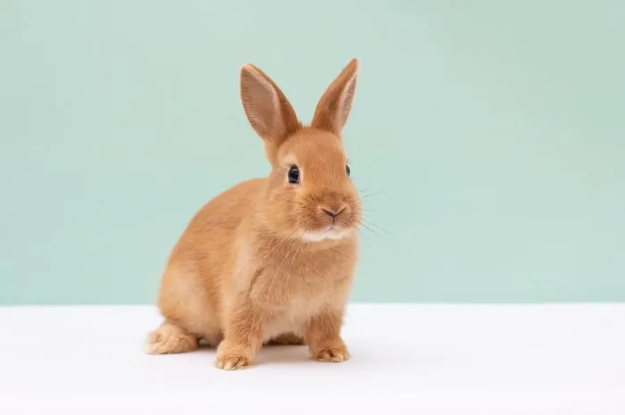 little red fluffy rabbit on light green background