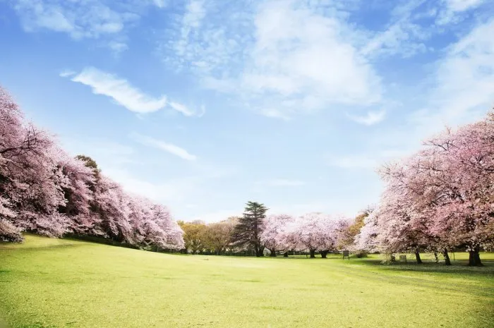 view of beautiful cherry blossoms, which is in full bloom