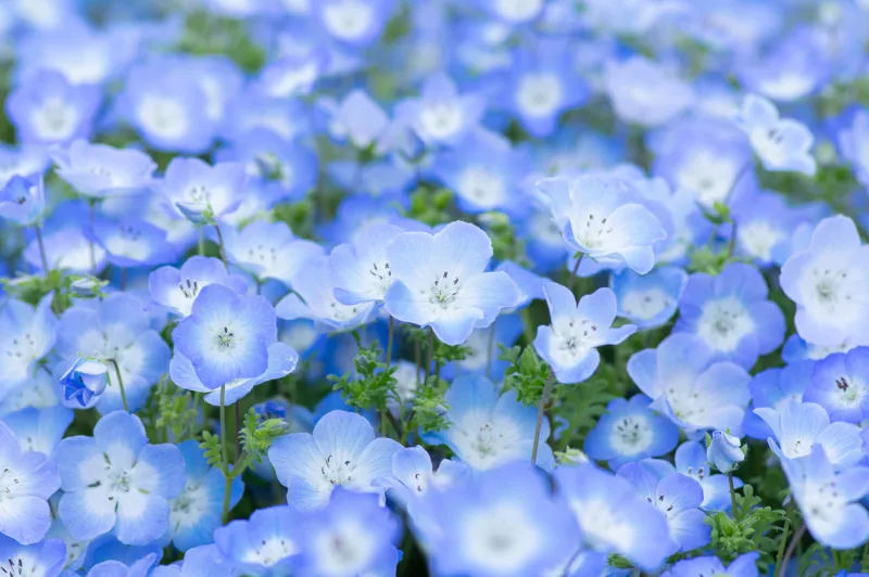 nemophila