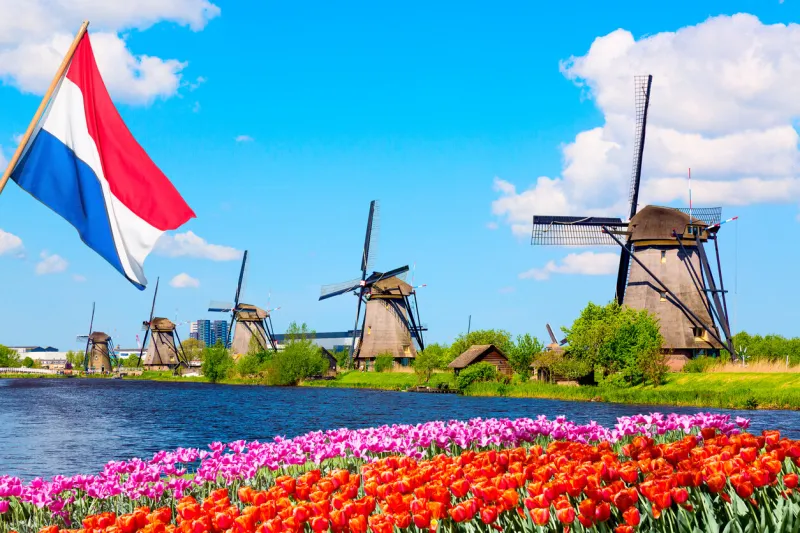 colorful spring landscape in netherlands, europe famous windmills in kinderdijk village with a tulips flowers flowerbed in holland netherlands flag on the foreground
