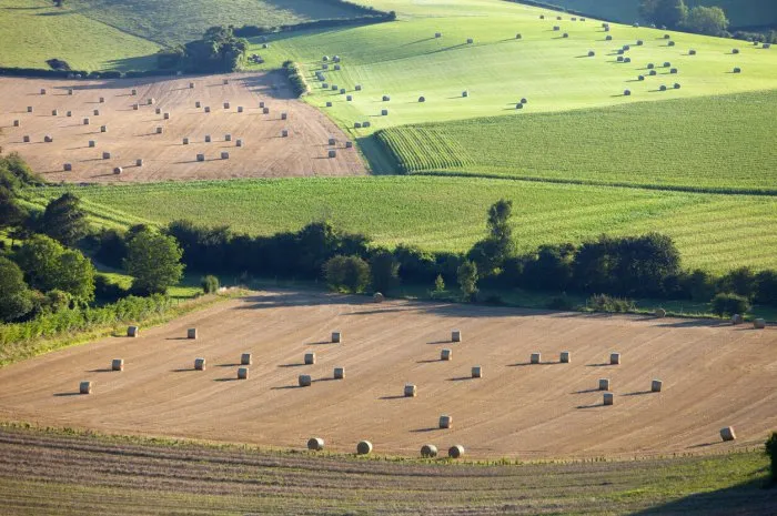 french countryside near calais in parc regional de caps et marais in the north of france in warm evening light