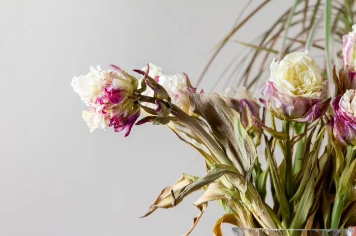 bouquet of wilted beautiful tulips in a vase