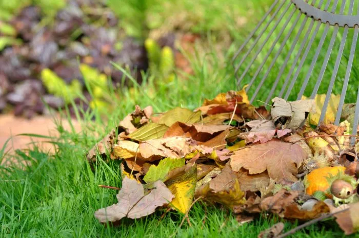 pick up dead leaves with rake