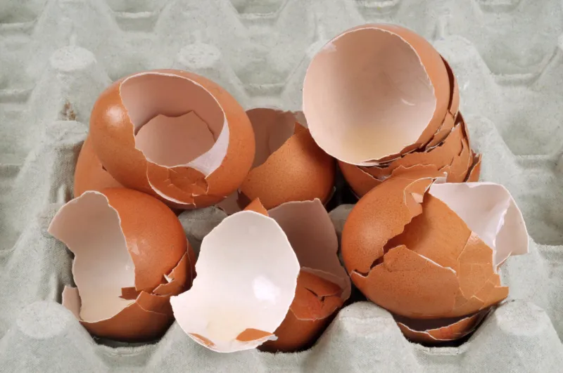 egg shells in an egg box