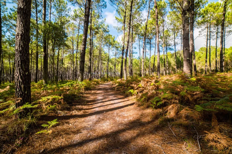 pine forest in the south west of france taken with a wide angle