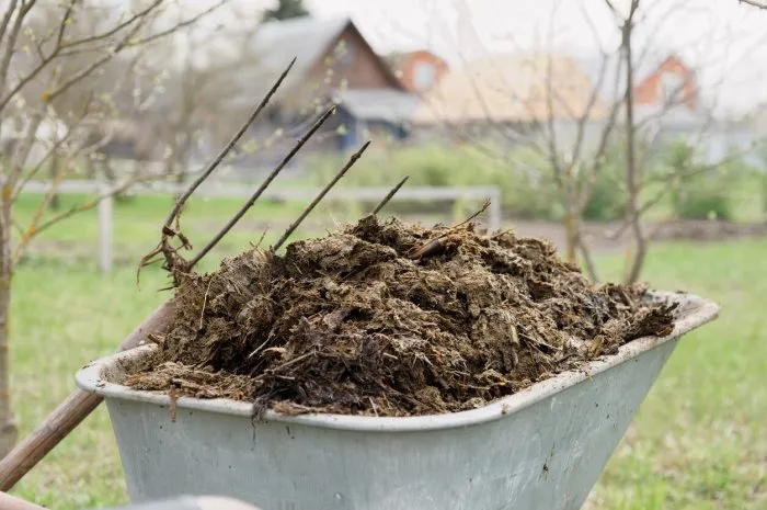 wheelbarrow full of manure and pitchfork in garden