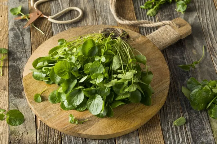 raw green organic living water cress ready to eat