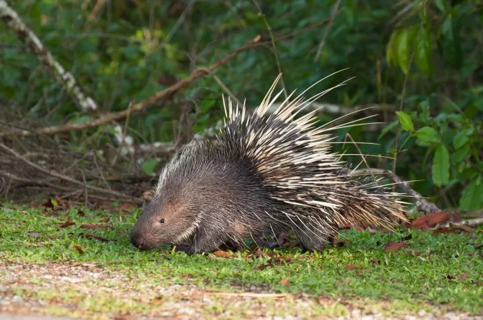 the porcupine seek a food on the grass
