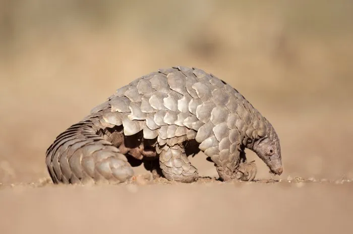 pangolin hunting for ants
