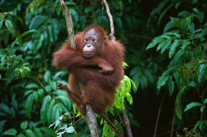 indonesia, borneo - young orangutan sitting on the tree