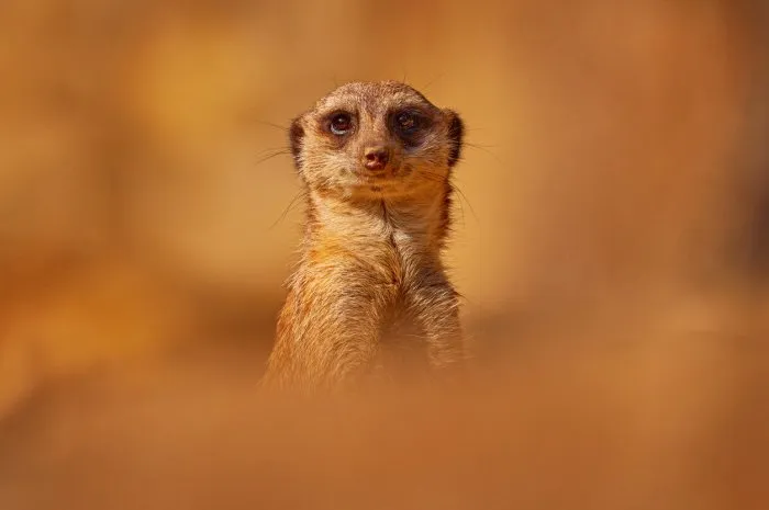 meerkat, suricata suricatta, portrait in sand, namibia beautiful animal in the nature habitat wildlife scene from nature, funny image sunny back light in nature hiden meerkat
