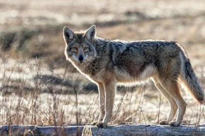 coyote, richmond, britisah columbia, canada