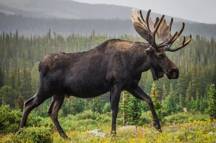 moose walking through brainard lake in colorado