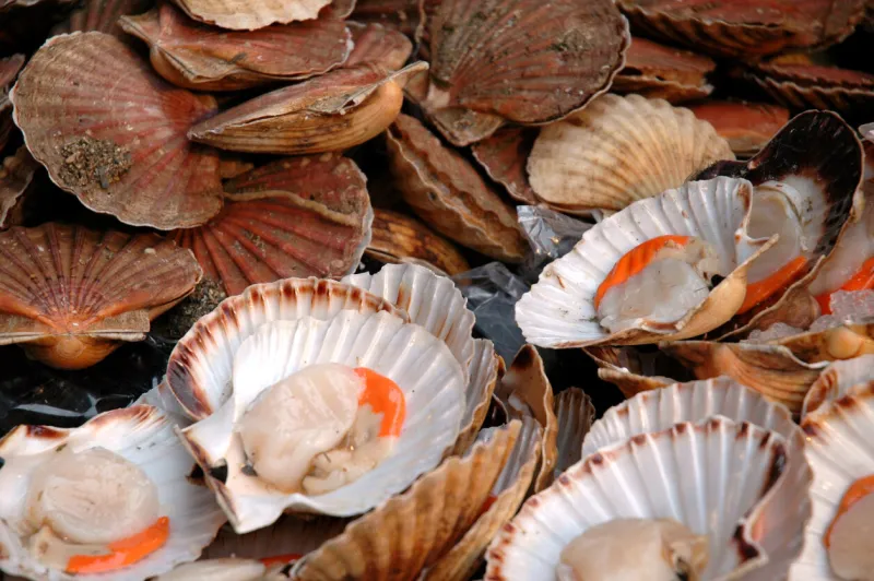scallops for sale at a seafood stand at the outdoor borough market in london, england