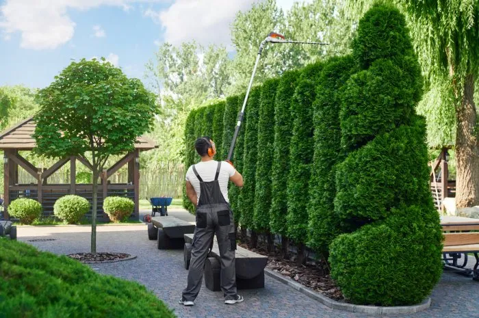 professional male gardener in uniform cutting hedge with electric trimmer caucasian man in uniform and gloves shaping green thujas at garden