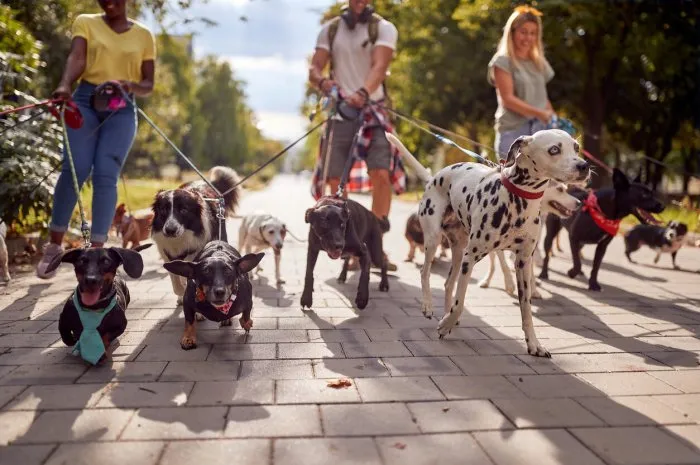 group of dog walkers working together outside with dogs