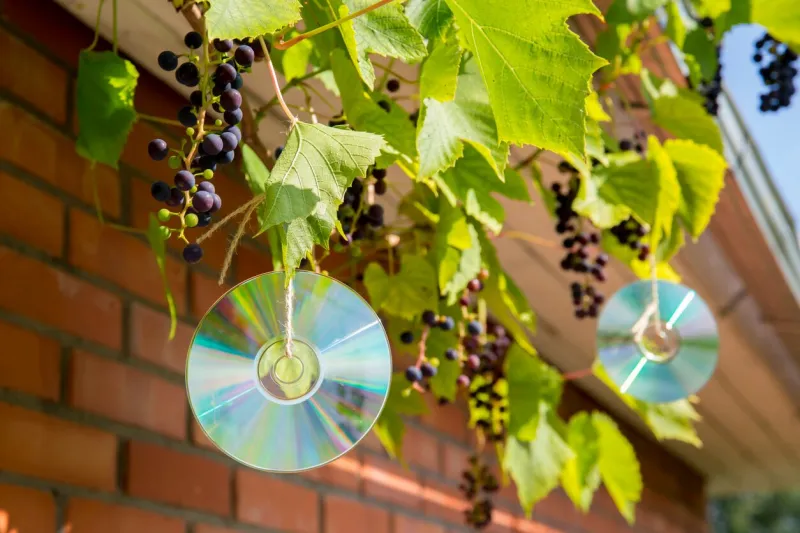 homemade reflective bird repellent made of an old music computer laser discs outdoors on grape plant birds are scared and don't eat the berries concept