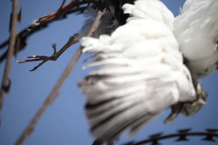 a dead pigeon stuck with fence wire dead pigeon's body stuck with protecting wire