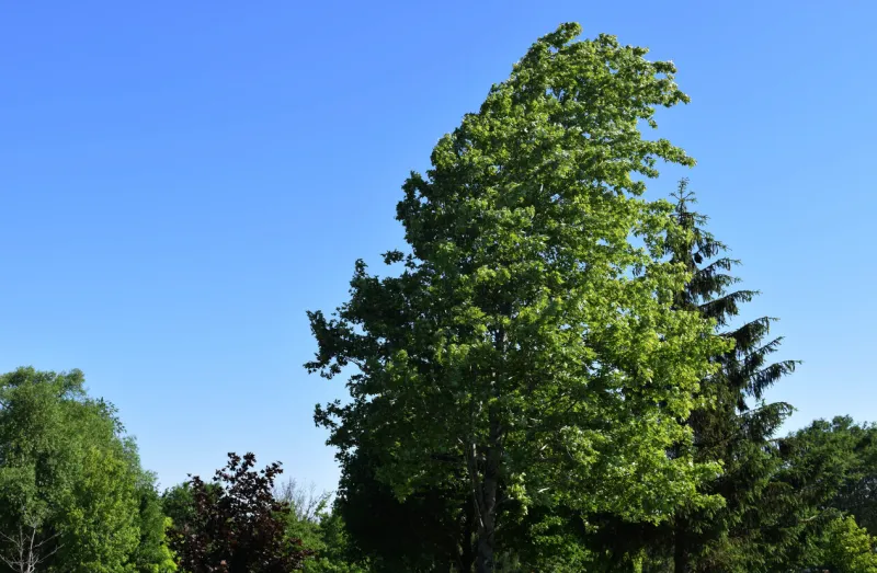 wind blown trees cr2017 darrelljbanks