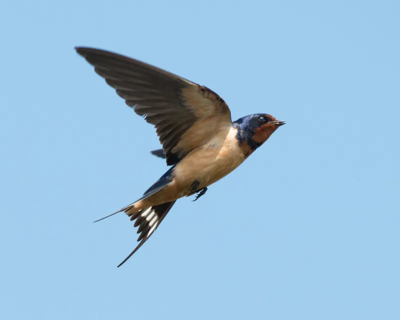 barn swallow flying through a clear blue sky