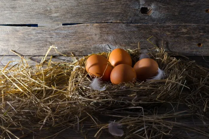 chicken eggs in the chicken coop early in the morning