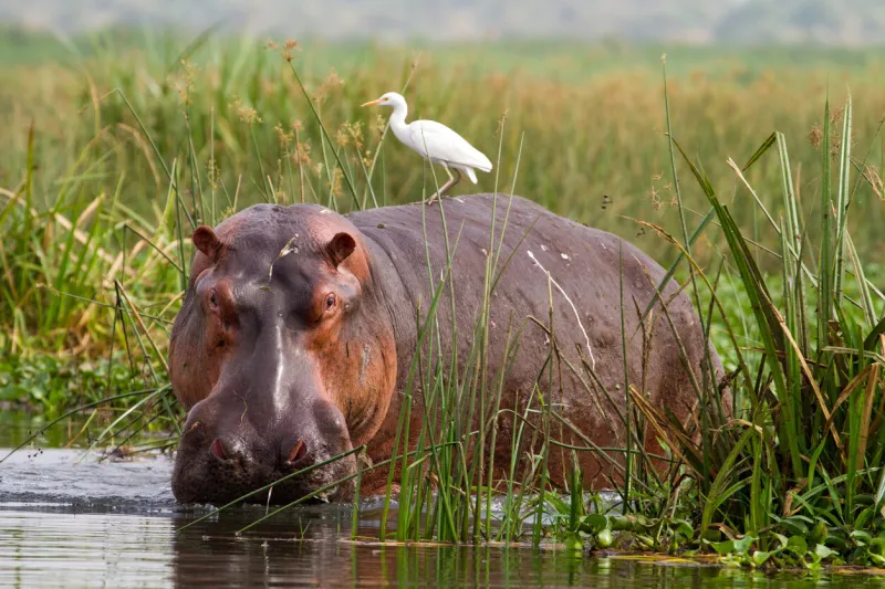 hippopotamus (hippopotamus amphibius) with cattle egret (bubulcus ibis) on back, in reeds at edge of river nile at murchison falls national park, uganda