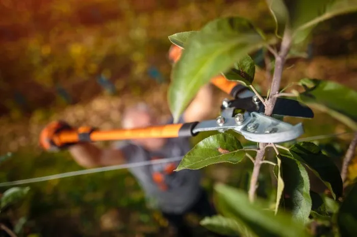young man using large pruning shears for cutting trees in spring