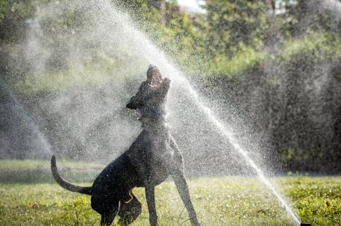 the dog is playing with a water jet