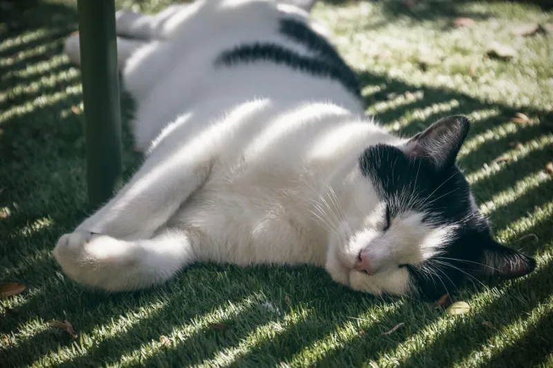 a black and white cat sleeping under a bench in the shade in a garden