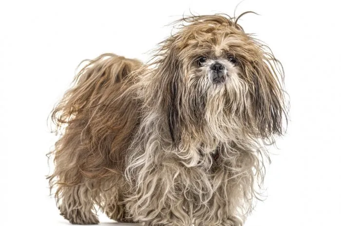 shaggy shih tzu, isolated on white