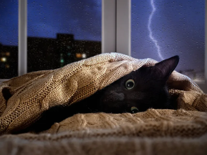 cat scared of thunder and lightning outside the window kitten hiding under the blanket