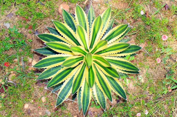 an attractive species from central mexico (mexico, morelos), where it grows at high elevations it forms a rosette of quite spiny, gray green leaves that are popularly used to make 'mexcalli,' a mescal liquor it tolerates drought and some frost