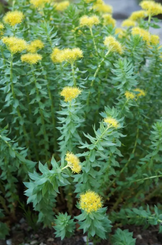 rhodiola rosea or golden root or rose root or arctic root or lignum rhodium or orpin rose green herb plant vertical