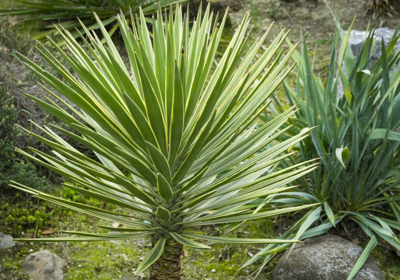 green foliage of aloe yucca (yucca aloifolia) or spanish bayonet dagger ornamental plant in spring arboretum park southern cultures in sirius (adler) sochi