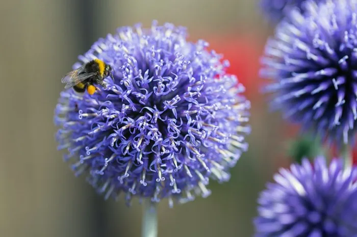 close-up blue echinops ritro flower with honeybee at shallow depth background
