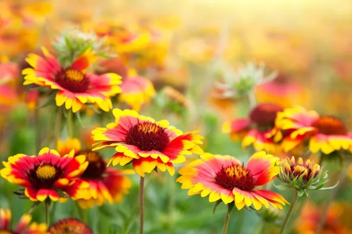 beautiful red flowers gaillardia pulchella (blanket flower)
