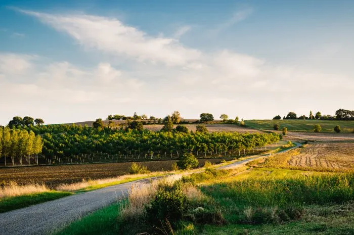 country road in gers, france film emulation filter