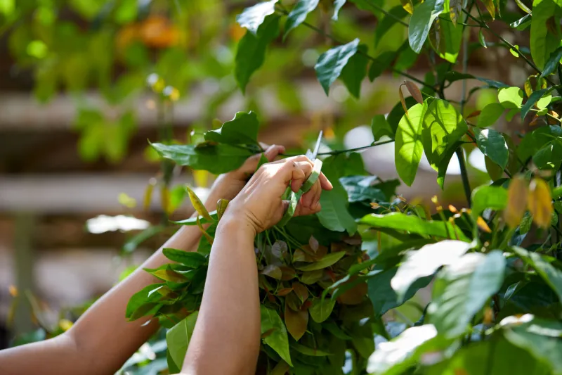cropped hand holding scissors and cutting organic vegetable in vegetable garden