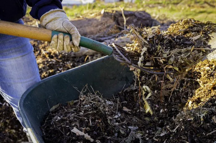 using a pitchfork to add wood chips and shredded brush to a no-dig raised bed for permaculture gardening