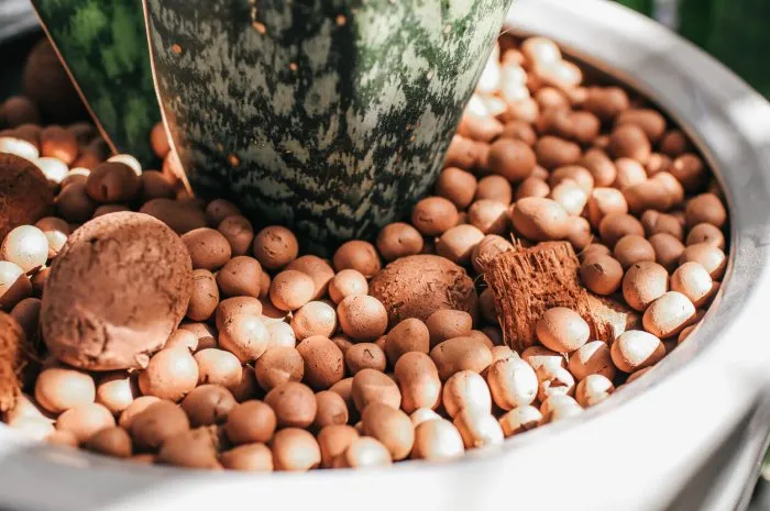 expanded clay pebbles used as a growing media in hydroponics with sun lightaloe vera plant in a pot with pebbles decoration at the garden