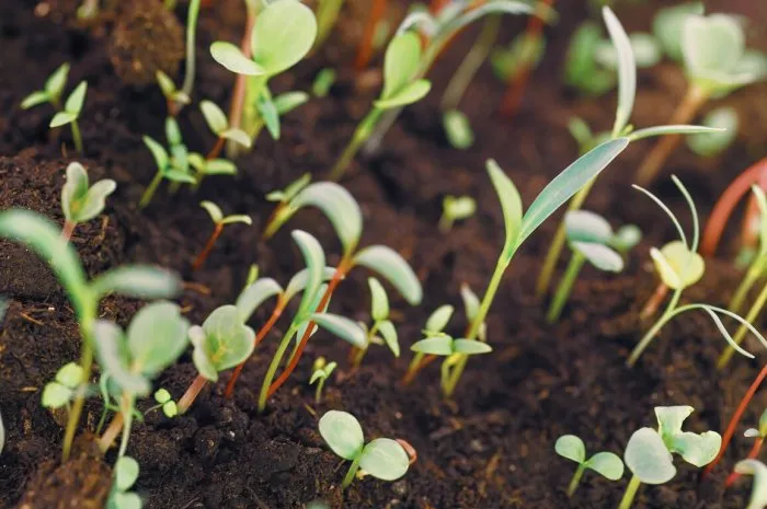 growing mixed different plants close up with selective focus warm toned image