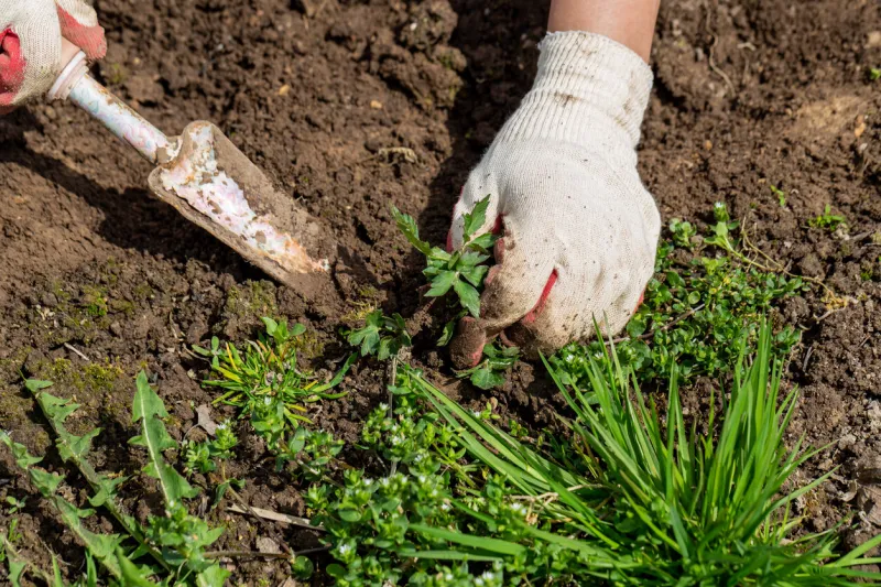 hands of gardener with weed in the vegetable garden high quality photo