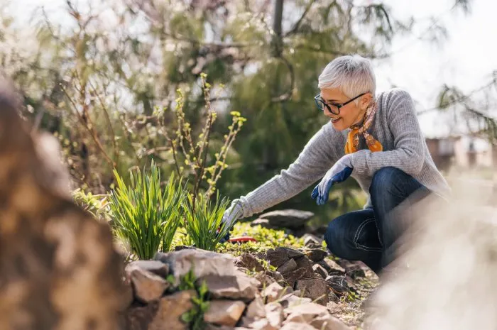 retired senior woman gardening pulling the weeds and edge garden beds