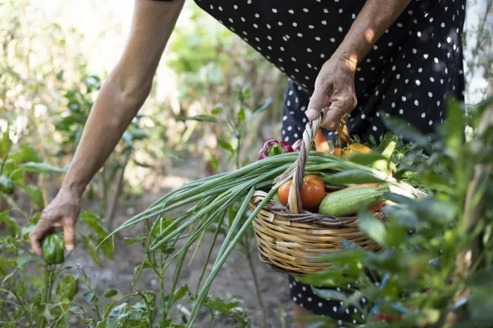 woman farmer picking vegetables and fruit in the garden