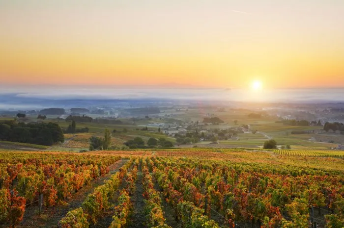 sunrise over vineyards of beaujolais during autumn season