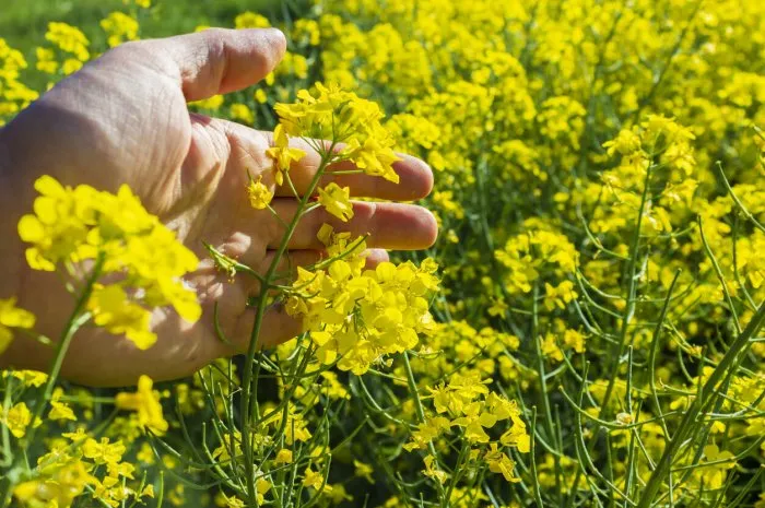 farmer's hand on a rapeseed background with copy space for text